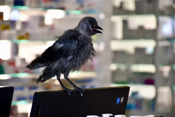 RUYADA   KARGA  YAVRUSU GÖRMEK