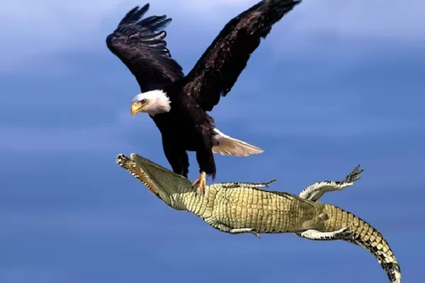 RUYADA   KARTAL GÖRMEK