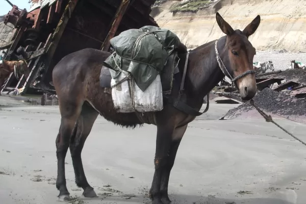 RUYADA    KATIR GÖRMEK