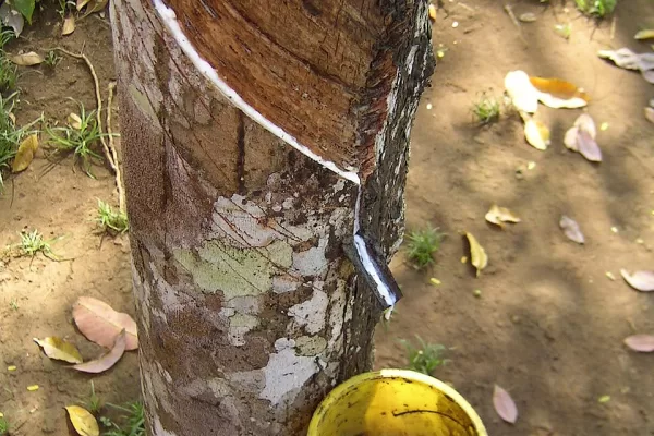 RUYADA  KAUÇUK GÖRMEK