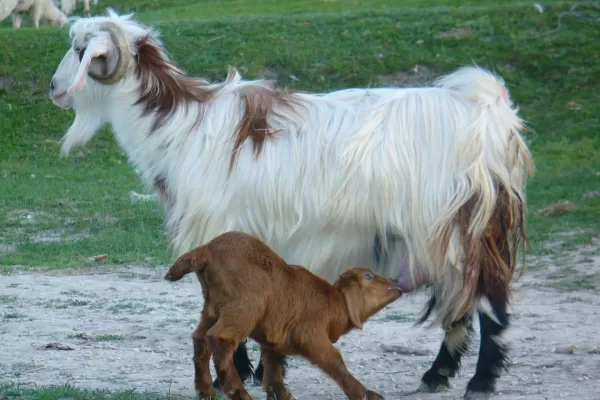 RUYADA   KEÇİ  KILI GÖRMEK