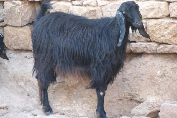 RUYADA  KEÇİ GÖRMEK