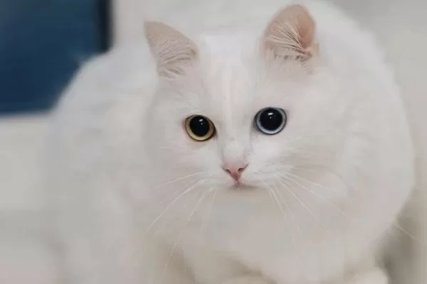 RUYADA   KEDİ GÖRMEK