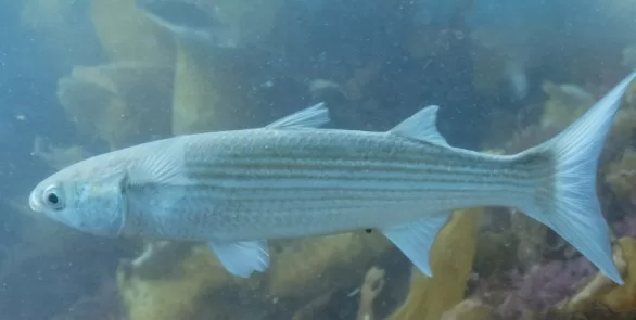 RUYADA  KEFAL BALIĞI GÖRMEK