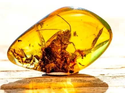 RUYADA  KEHRİBAR GÖRMEK