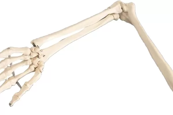 RUYADA  KEMİK GÖRMEK