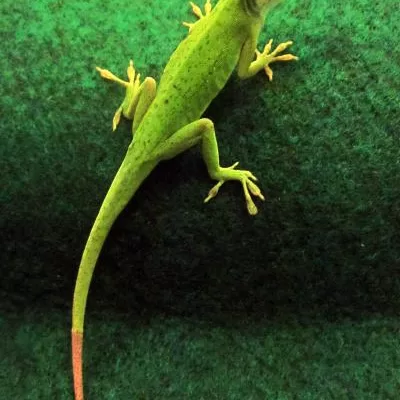 RUYADA  KERTENKELE GÖRMEK