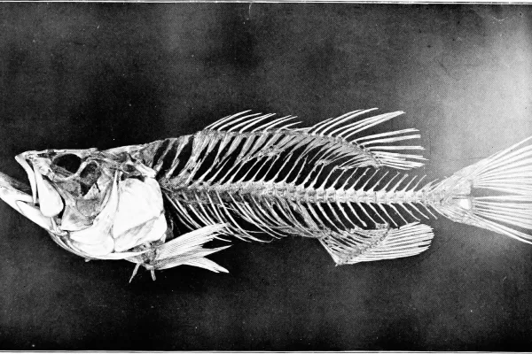 RUYADA  KILÇIK GÖRMEK