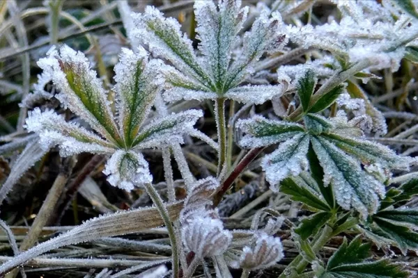 RUYADA  KIRAĞI GÖRMEK