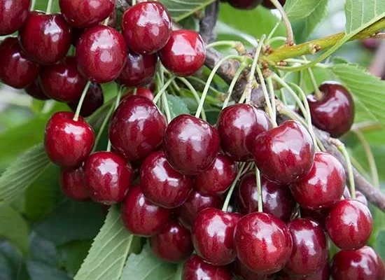 RUYADA   KİRAZ GÖRMEK