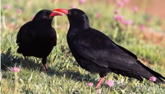 RUYADA  KIRMIZI GAGALI KARGA GÖRMEK