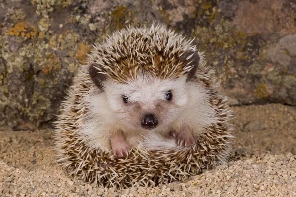 RUYADA  KİRPİ GÖRMEK