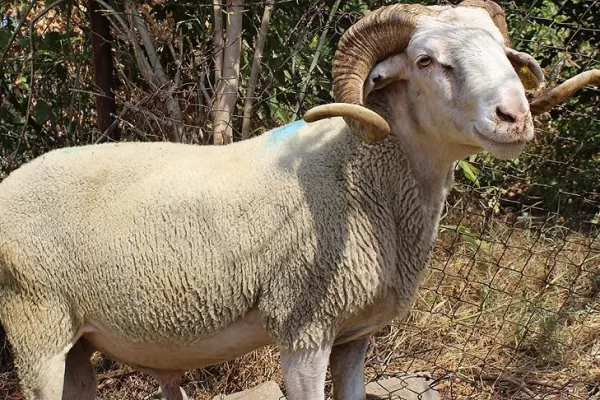 RUYADA  KOÇ GÖRMEK