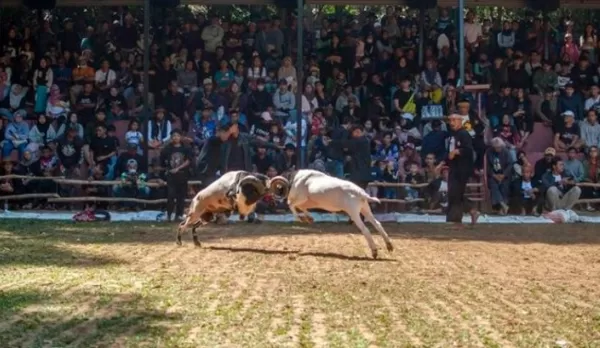 RUYADA  KOÇ DÖĞÜŞTÜRMEK GÖRMEK