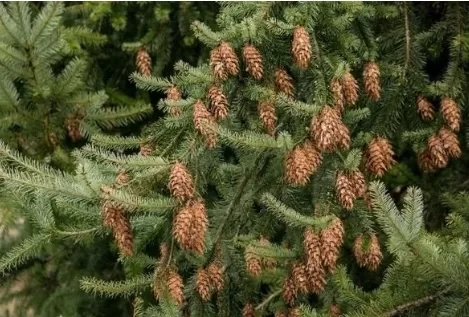 RUYADA  KÖKNAR GÖRMEK