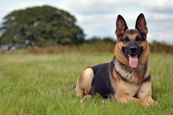 RUYADA   KÖPEK GÖRMEK