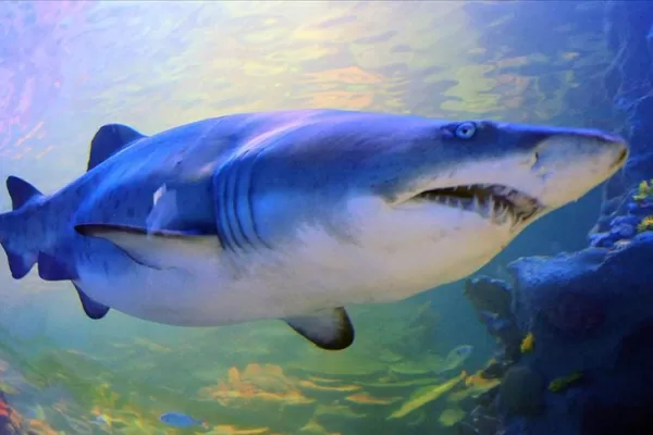 RUYADA  KÖPEK BALIĞI GÖRMEK