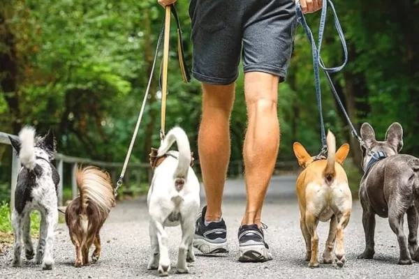 RUYADA   KÖPEK  YALCISI GÖRMEK