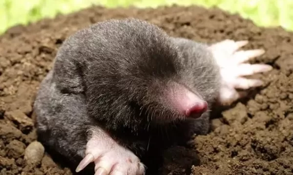 RUYADA   KÖSTEBEK GÖRMEK