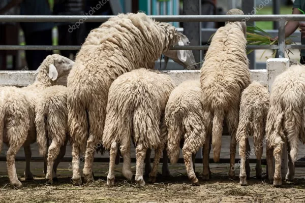 RUYADA   KOYUN  KUYRUĞU GÖRMEK
