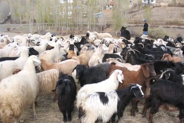 RUYADA   KOYUN  VE  KEÇİ  AĞILI GÖRMEK