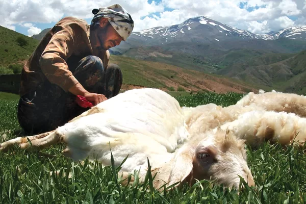 RUYADA  KOYUN YÜZÜCÜ GÖRMEK