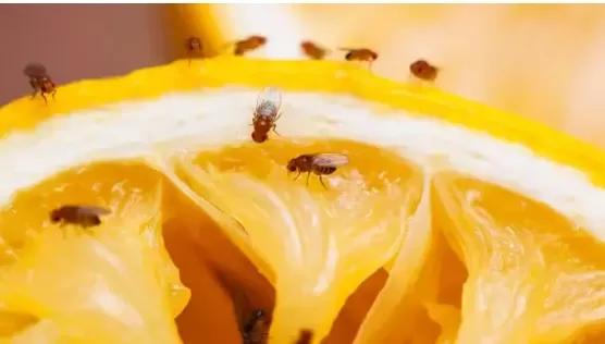 RUYADA  KÜÇÜK SİNEK GÖRMEK