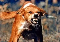 RUYADA  KUDUZ HAYVAN GÖRMEK