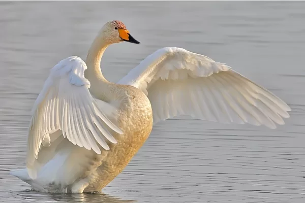RUYADA   KUĞU GÖRMEK