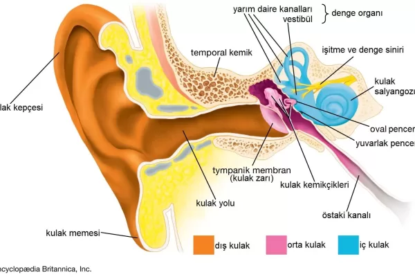 RUYADA  KULAK GÖRMEK