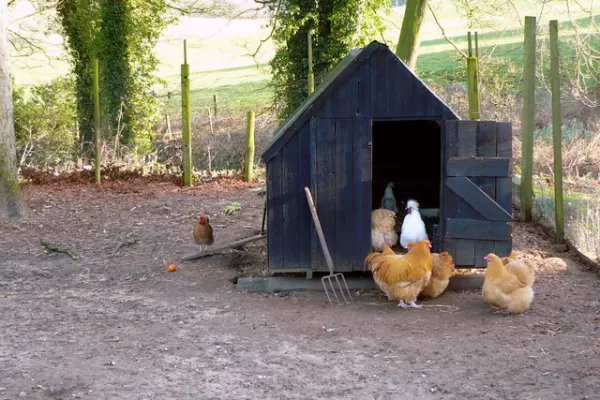 RUYADA  KÜMES GÖRMEK