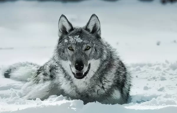 RUYADA   KURT GÖRMEK