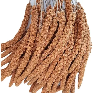 RUYADA  KUŞ DARISI GÖRMEK