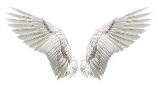 RUYADA  KUŞ KANADI GÖRMEK