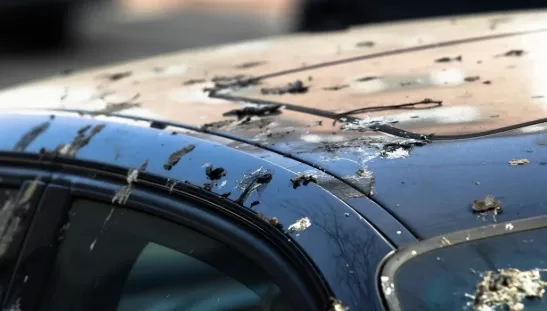 RUYADA   KUŞ  PİSLİĞİ GÖRMEK