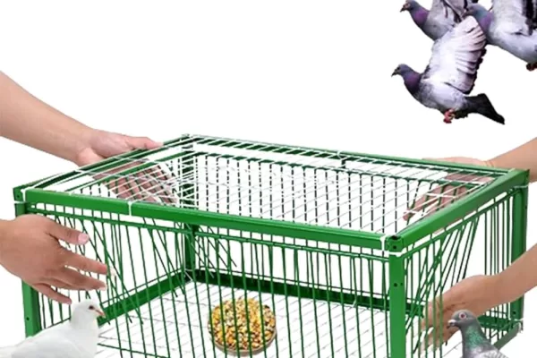 RUYADA   KUŞ  TUZAĞI GÖRMEK