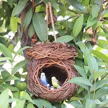 RUYADA  KUŞ YUVASI GÖRMEK