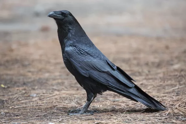 RUYADA KUZGUN GÖRMEK