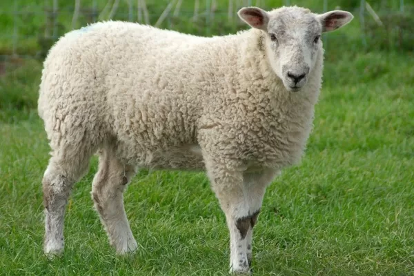 RUYADA  KUZU GÖRMEK