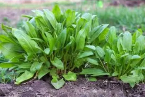 RUYADA  KUZU KULAĞI GÖRMEK