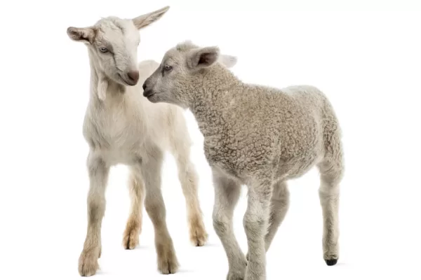 RUYADA  KUZU VE OĞLAK GÖRMEK