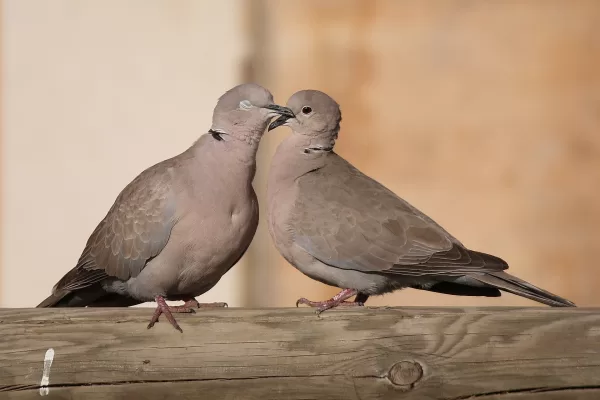 RUYADA   KUMRU GÖRMEK