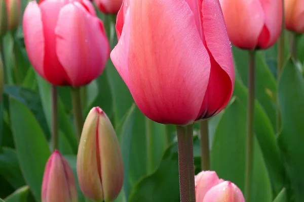 RUYADA  LÂLE GÖRMEK