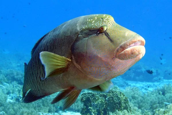 RUYADA   LAPINA GÖRMEK