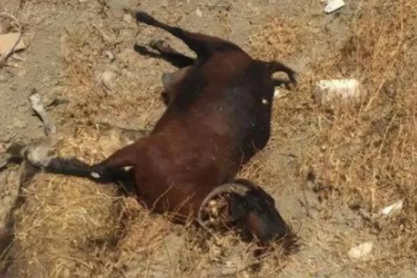 RUYADA  LEŞ GÖRMEK