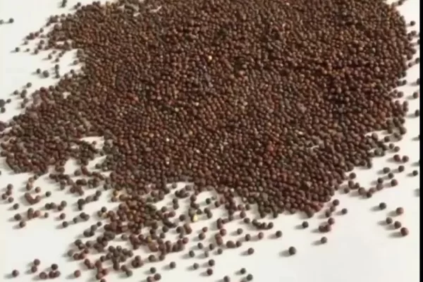 RUYADA Lahana  Tohumu GÖRMEK