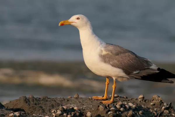 RUYADA   MARTI GÖRMEK
