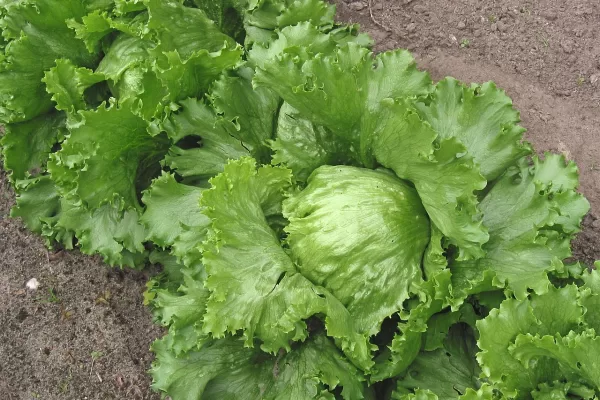 RUYADA  MARUL GÖRMEK