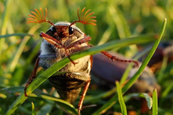 RUYADA   MAYIS  BÖCEĞİ GÖRMEK