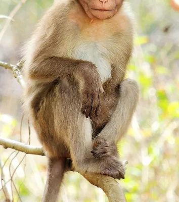 RUYADA  MAYMUN GÖRMEK